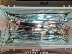 내만갈치 11일입항 쉴시간이없어요 던지면 물거든요 오늘예약가능합니다 사진