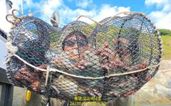 [통영] (실시간)벌써 두 자릿수 네분~문어 밭 난리법석~고고써니호(12…
