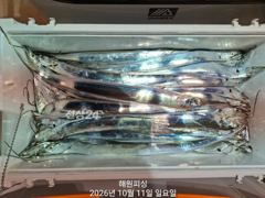 내만갈치 씨알급 바글바글 마릿수 손맛 대박 예약가능합니다