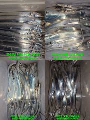 [마산] 내만 갈치 한타임은 꼭온다 소나기입질에 어쩔줄몰라 열씨미 잡고 …