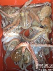 ~~*11일 굵직한돌문어 키로급 중치급 제법많이 잡고~~(예약가능)*~~