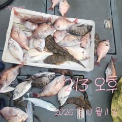 [고성] 11일 참돔 조황입니다.