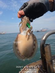 11일 갑오징어 실시간~~사이즈 완젼 대박
