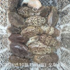 [거제] 라이프레져 선외기 감성돔 문어 갑오징어 생활낚시까지