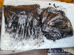 ⭐[군산제일피싱호] 지금이 찬스!전체굿조황 13화욜 갑오징어출조 ⭐