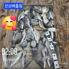병산 감성돔45,4짜4짜3짜외 마리수 선상배 &선외기 &덴마흘림조황~~