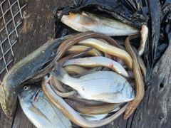 [거제] 거제 ( 어구 일성호 ) 감성돔 도다리 기타 ! 전마선… 사진