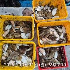 [사천] 갑오징어 씨알이!
