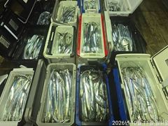 [진해] 준내만갈치4지급꾸주한입질쿨러만~당손맛입맛굿~~