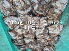 11일, 군산은 갑오징어 천국~싸이즈 굿~오늘도 대박~망탱이 굿조황~군산낚시프라자 나드리호