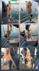[통영] "호조항 문어 조황" 고성탈레스호