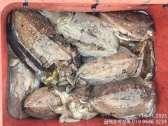 오늘까지는 돼지뚱갑오징어 15일 부터 다시묵직한 문어출조~