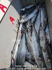 11/일, 오전ㅡ대삼치, 고시, 중방, 알방!(고시삼치 너무 많아서 대삼치 위주로 공략했어요) 사진