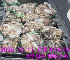 10/11 쭈꾸미 갑오징어 조황