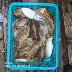 10월11일 갑오징어 조황입니다