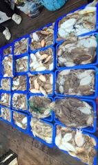 10월 11일 뉴해덕호 조황~!!