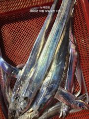 뉴 태진호 대마도권 왕갈치 4지~5지 초초초대박만쿨조황!!!!