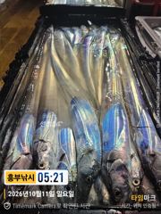 흥부오리온1호 11일입항 대박 조황 오늘 월요일은 소수인원출발예정