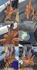[진해] 돌문어 굵은씨알 전원 마리수 대박(이벤트)