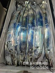 12일새벽 씨알큰 내만갈치 계속 퍼~담고 있는중~!! 오늘 예약가능 사진