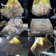 11일)문어출조 덩치가 커져가는 문어 묶직한 손맛의 즐거움 가득