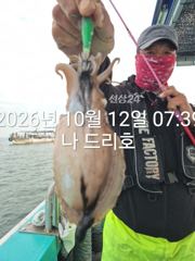 12일, 군산은 갑오징어 천국~싸이즈 굿~오늘도 굿~실시간~~군산낚시프라자 나드리호