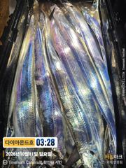 물오른 준내만조황! 잘나올때 고고하세요! 예약가능! 전화주세요~