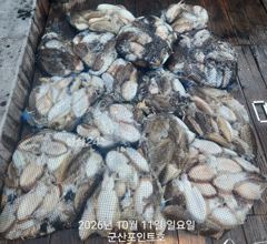 : 2026.10.11 럭비공사이즈 찰갑오징어~~ 사진