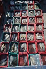 진해 무늬팁런 장원 20수 연일 꾸준한조황 손맛굿