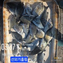 [고성] 병산 감성돔35외 마리수 선외기&덴마흘림조황~~
