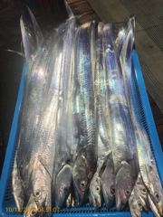 [제주 뉴방주호] 10월12일 씨알 굿 금일 갈치 조황입니다. 사진