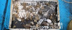 감성돔과 쭈갑 조과입니다 사진