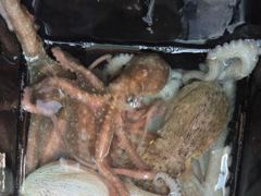 [진해] ■연일 키로급이상등 굵직한 돌문어 마리수로 쭉쭉 뽑고 있습니다!…