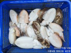 고흥장보고호 선상낚시 조황