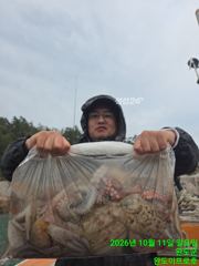 10.11 사리에 문어조황 사진