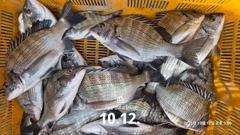 57분전 [사천] 삼천포 산분령 유료낚시터 10/12 조황입니다 :-) 사진