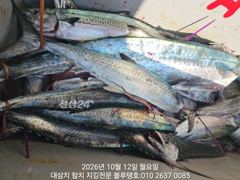 12/월, 오전타임ㅡ대삼치들, 중방어들, 그리고 고시삼치들 여전히 지천! 사진