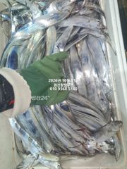 내만갈치)10월에갈치가~퍼담습니다~호조황 이어갑니다~예약중 사진