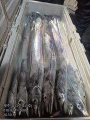 [[제주 뉴그린호(1호) 10월 12일 야간갈치 조황]]
