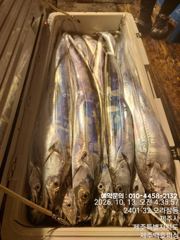 !!!제주 백호피싱!!! 10월 11~12일 야간갈치 조황