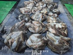 10월13일 화요일 갑오징어 출조:예약가능합니다