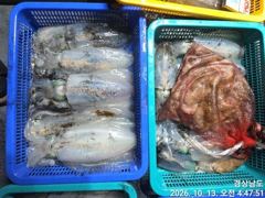 (무늬오징어) 욕지권~1.6Kg외 굵은놈들 퍽~퍽~~고잉메리호(14일 예약)