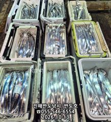 [진해] 13일,내만갈치,호조황연속,엄청나게 나옵니다.오늘출항(화,목,금…