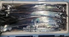 [진해] 준내만 텐빈 은빛 갈치 3지급 느나느나 조황 내일부터 무조건 출…