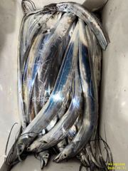 여수그린나래호/10일입항,11일입항 양일간 여수내만갈치낚시조황 !!(계속해서 예약가능)