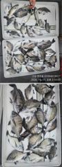 [고성] ((경남고성 주인호))주인호 감성돔 출조나갑니다.목요일 예약가능 사진