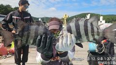 1   [거제] (어초여밭)돌돔같은 뺀지들 퍽퍽합니다 1 사진