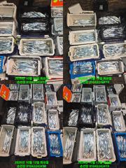 내만 갈치 미끼 12통을 써도 입질이 계속 들어와 매일출조 예약가능