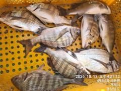 [거제] 가조도 청곡연합레저 선외기 땐마조황 사진