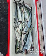 (씨스타호) 13일 경주 삼치 조황! 쿨러 먼저 채우고 대삼치·방어 공략 성공!
